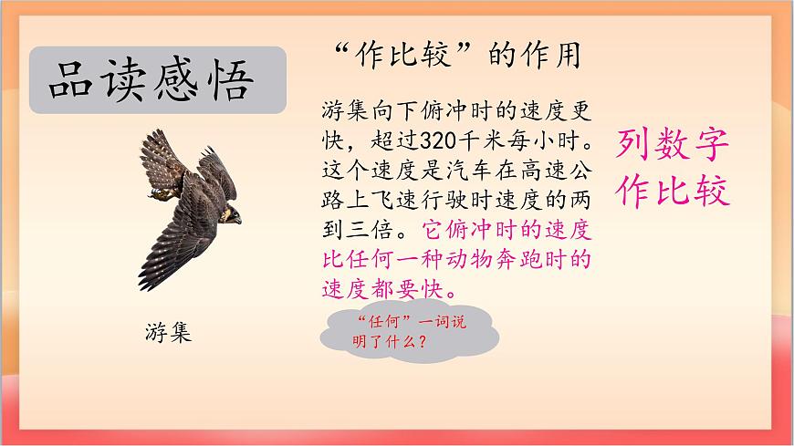 人教部编版语文五上第7课《什么比猎豹的速度更快》第二课时 课件第8页