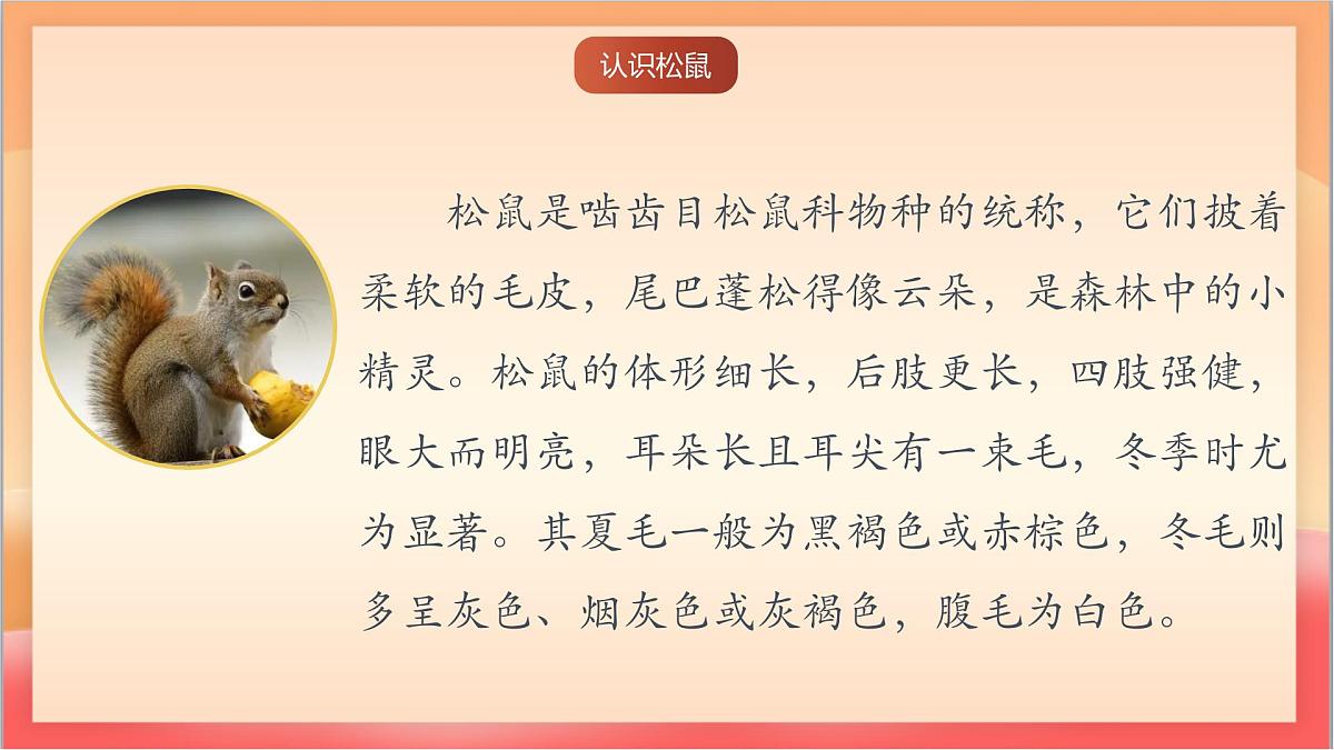 人教部编版语文五上第17课《松鼠》第一课时 课件第5页