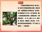 人教部編版語文五上第二十二課《鳥的天堂》第一課時 課件+教案+分層練習+素材