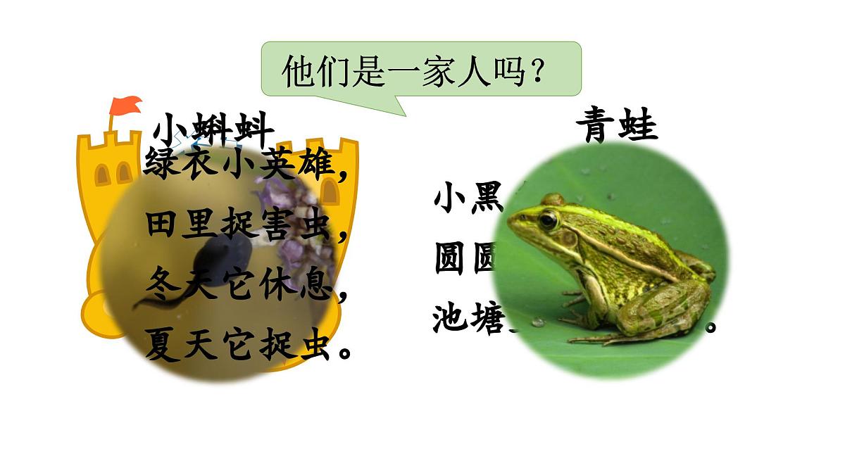 （教学课件）1.小蝌蚪找妈妈第2页