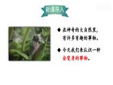 統(tǒng)編版（2024）語(yǔ)文二年級(jí)上冊(cè) 2 我是什么（課件+教案）