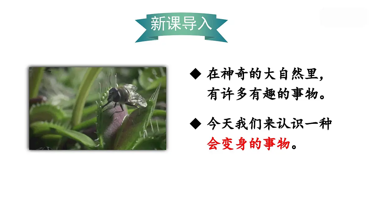 （教学课件）2.我是什么第1页