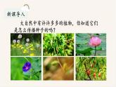 統(tǒng)編版（2024）語(yǔ)文二年級(jí)上冊(cè) 3 植物媽媽有辦法（課件+教案）