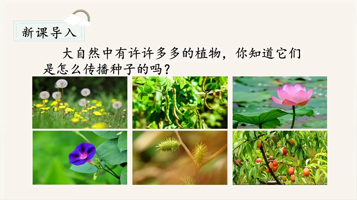 （教学课件）3.植物妈妈有办法第1页