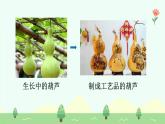 【新課標(biāo)】統(tǒng)編版（2024）語文二年級(jí)上冊(cè)  第五單元《我要的是葫蘆》課件（第1課時(shí)）（含視頻）+教案+字體0