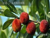 人教版（2024）三年級語文上冊課件 第五單元 《習(xí)作例文：我家的小狗我愛故鄉(xiāng)的楊梅》