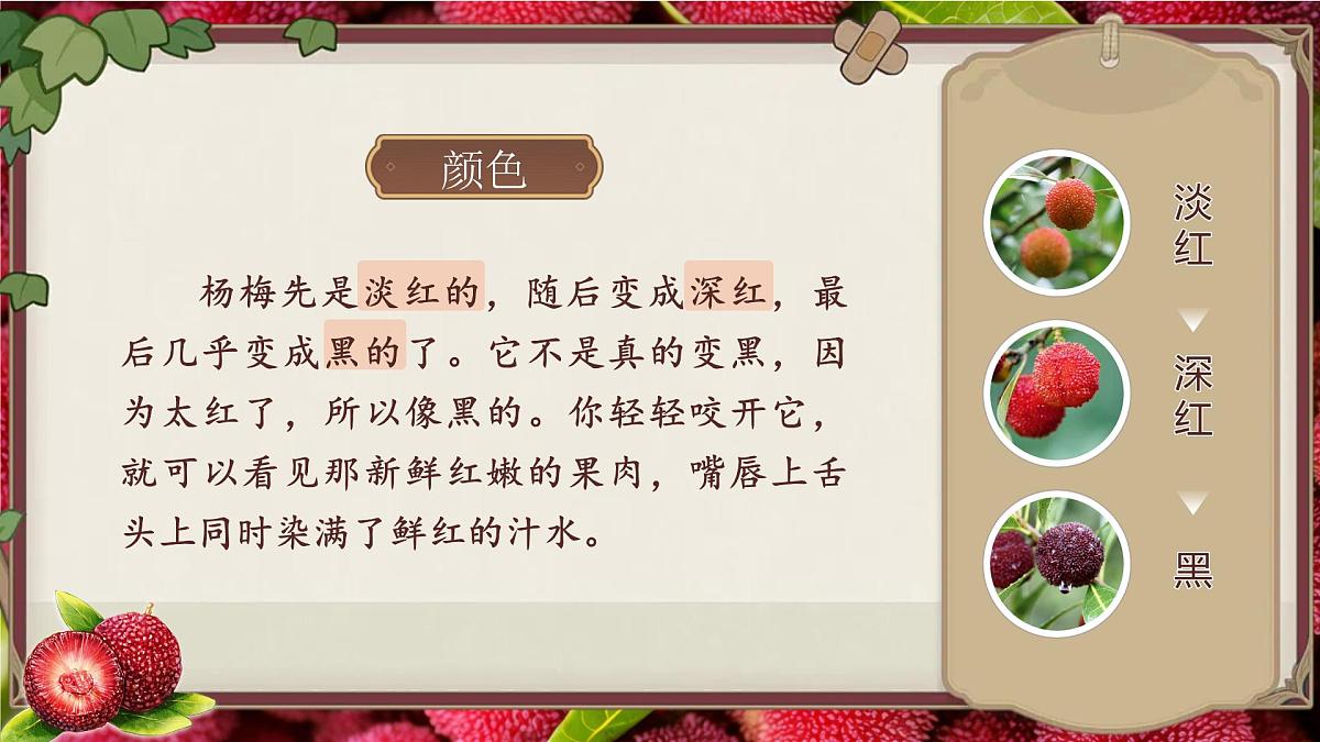 人教版（2024）三年级语文上册课件 第五单元 《习作例文：我家的小狗我爱故乡的杨梅》第5页