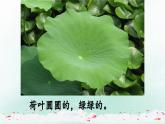 12《荷叶圆圆》第一课时+课件-2024-2025学年统编版语文一年级下册