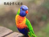 【核心素養(yǎng)】部編版小學(xué)語(yǔ)文二年級(jí)上冊(cè)口語(yǔ)交際：有趣的動(dòng)物-課件+教案+同步練習(xí)（含教學(xué)反思）