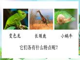 【核心素養(yǎng)】部編版小學(xué)語(yǔ)文二年級(jí)上冊(cè)口語(yǔ)交際：有趣的動(dòng)物-課件+教案+同步練習(xí)（含教學(xué)反思）