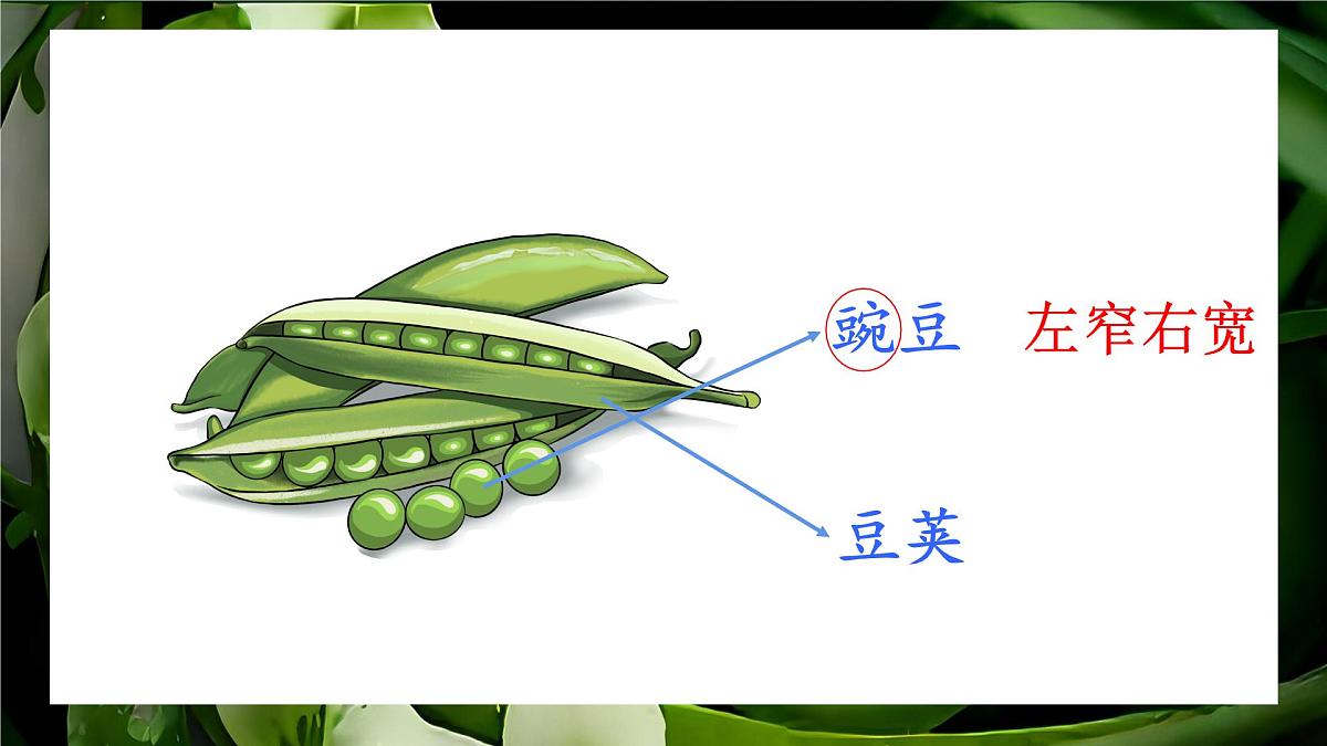 统编版语文四年级上册课件《5 一个豆荚里的五粒豆》第2页