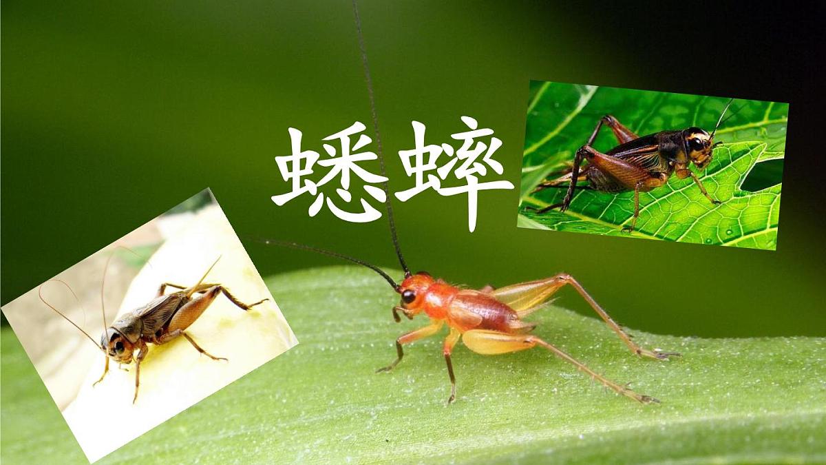 统编版语文四年级上册课件《11 蟋蟀的住宅》第3页