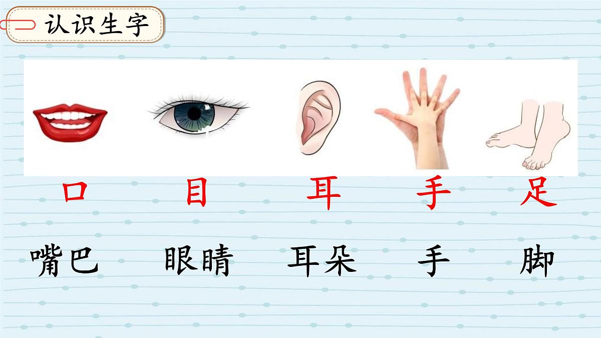 小学  语文  统编版（2024）  一年级上册3 口耳目手足 课件第3页