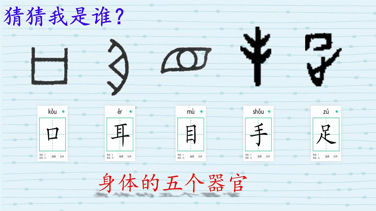 小学  语文  统编版（2024）  一年级上册3 口耳目手足 课件第7页