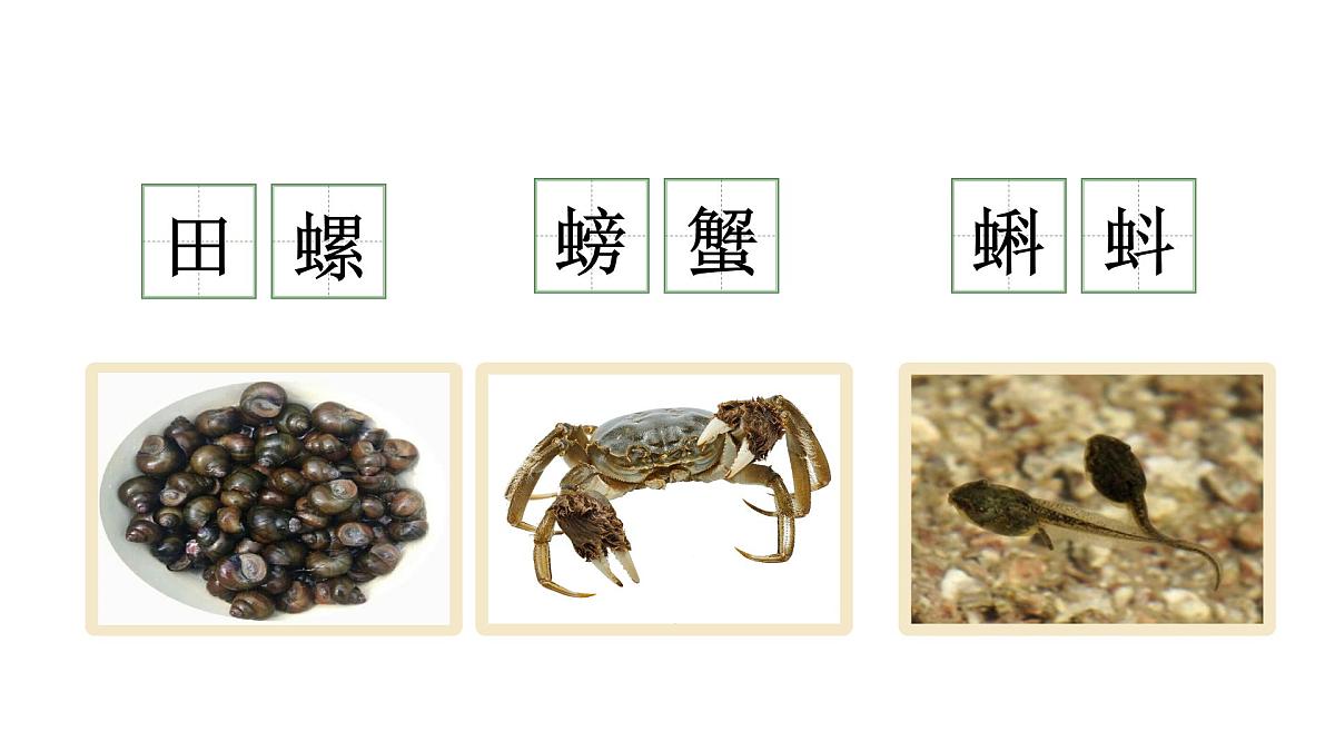 小学语文新部编版三年级上册第七单元《语文园地七》教学课件（2025秋）第8页