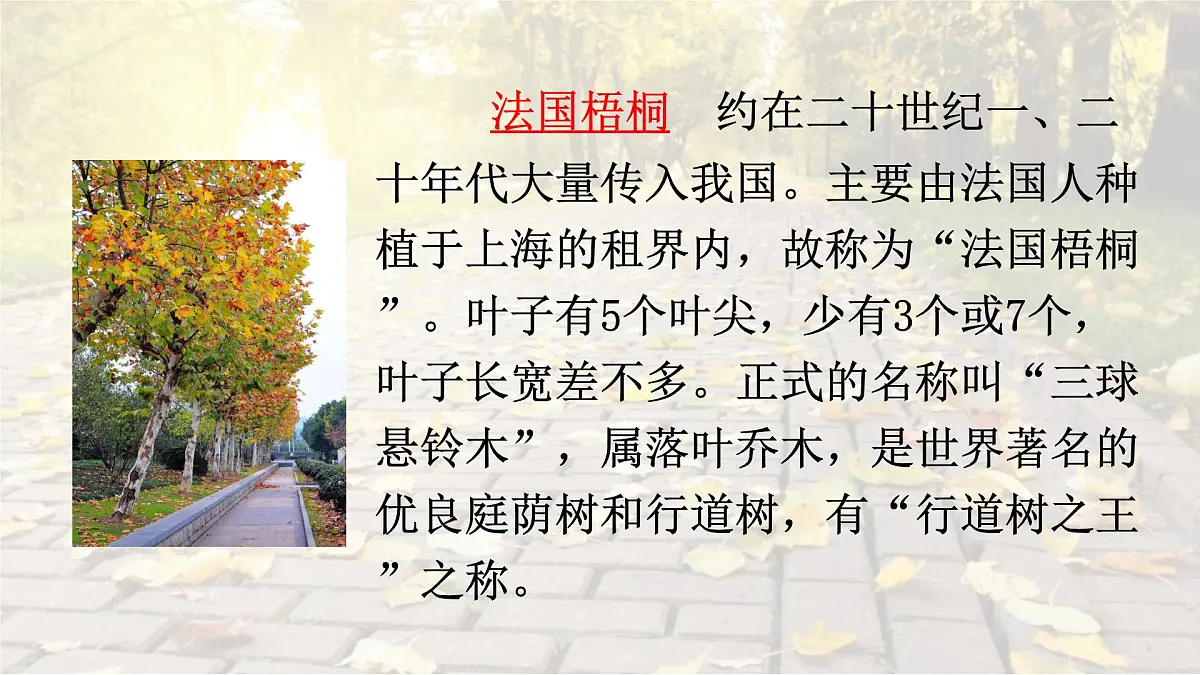 统编版语文三年级上册课件《5 铺满金色巴掌的水泥道》第5页