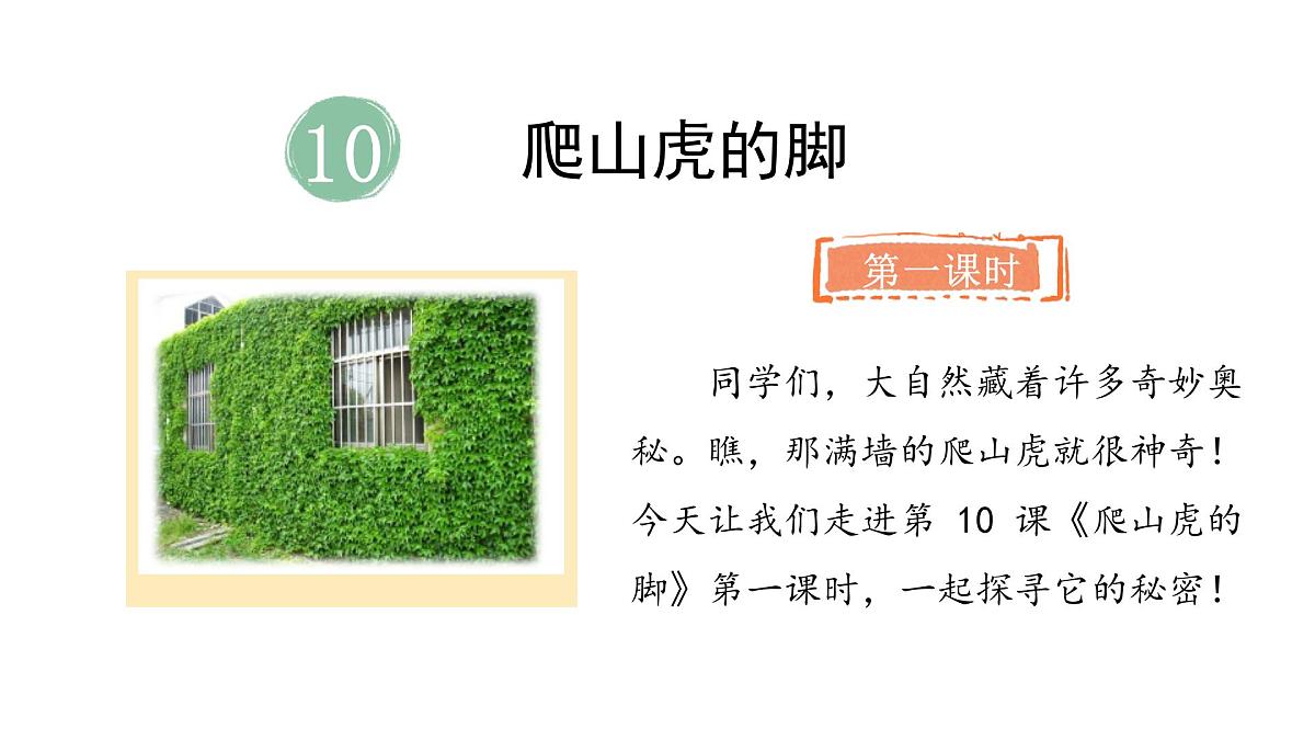 统编版语文四年级上册10 爬山虎的脚  （课件）第2页