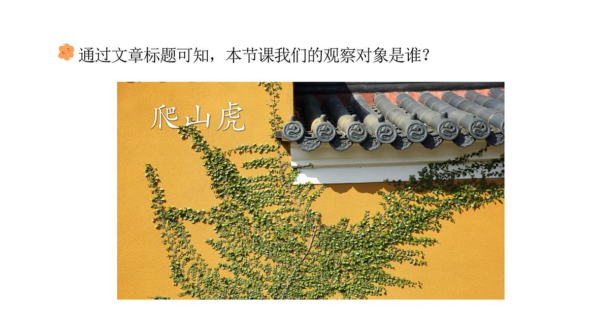 统编版语文四年级上册10 爬山虎的脚  （课件）第6页