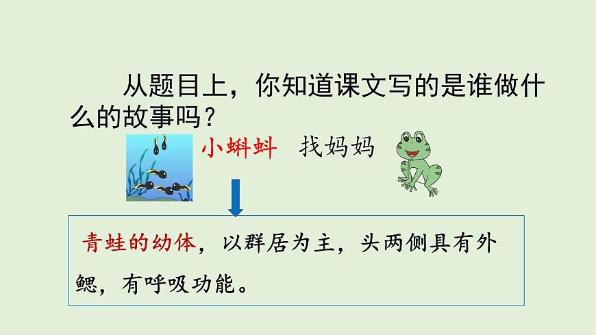 1 小蝌蚪找妈妈（课件）2025-2026学年统编版二年级语文上册第3页