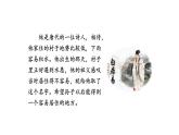 統(tǒng)編版語文三年級上冊口語交際：名字里的故事 課件