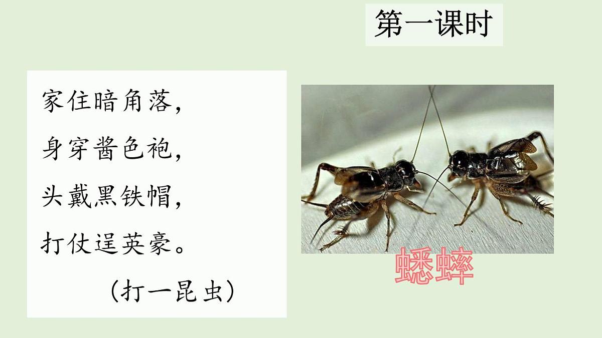 12 在牛肚子里旅行（课件）2025-2026学年统编版三年级语文上册第2页