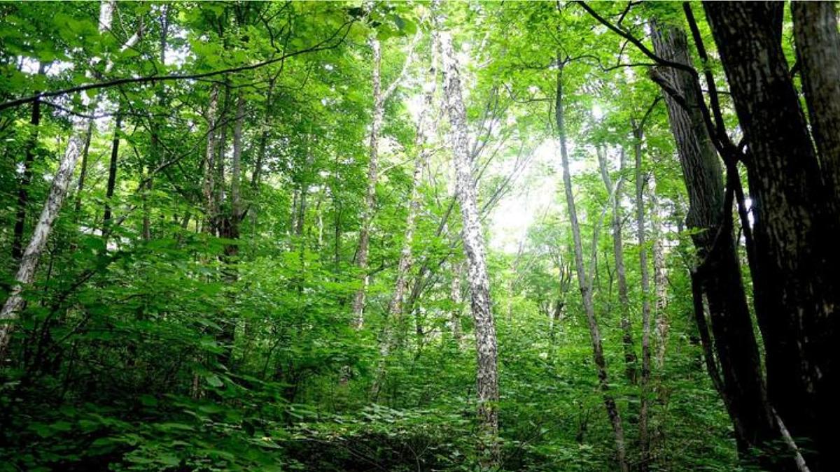 18 美丽的小兴安岭（课件）2025-2026学年统编版三年级语文上册第8页