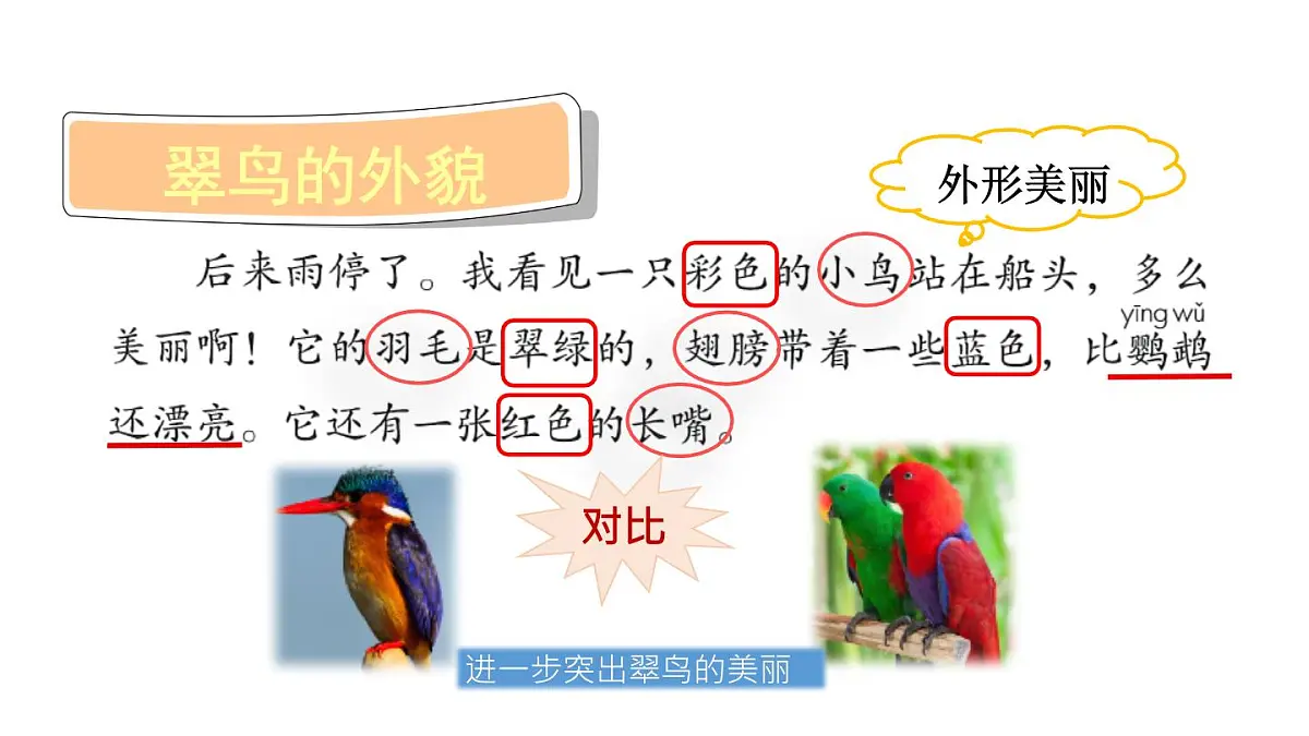 统编版语文三年级上册14 搭船的鸟 课件第5页