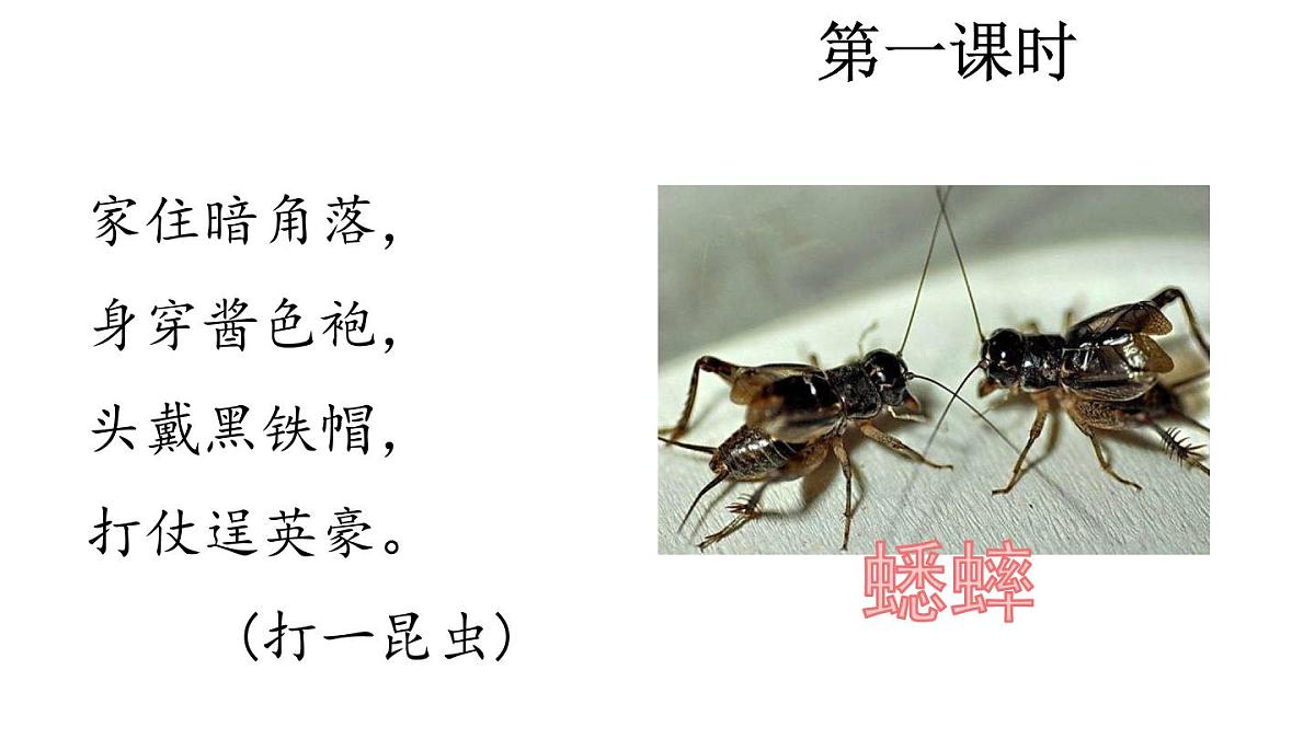 统编版语文三年级上册12 在牛肚子里旅行 课件第2页