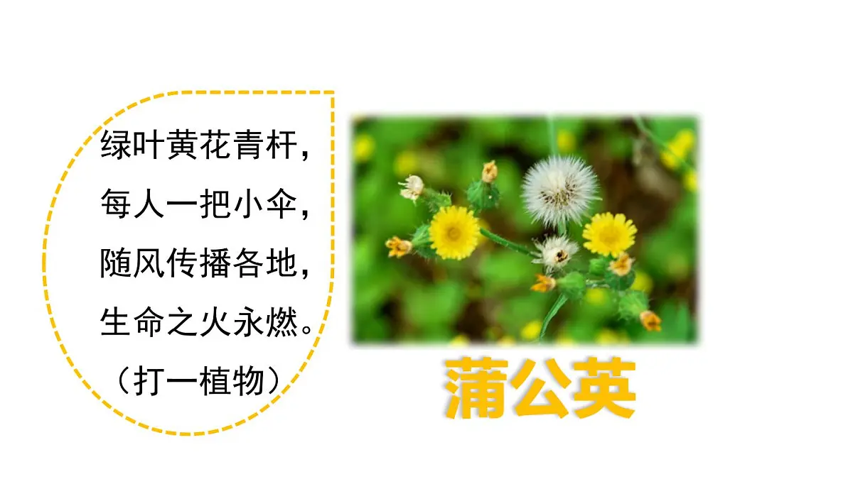 统编版语文三年级上册15 金色的草地 课件第2页
