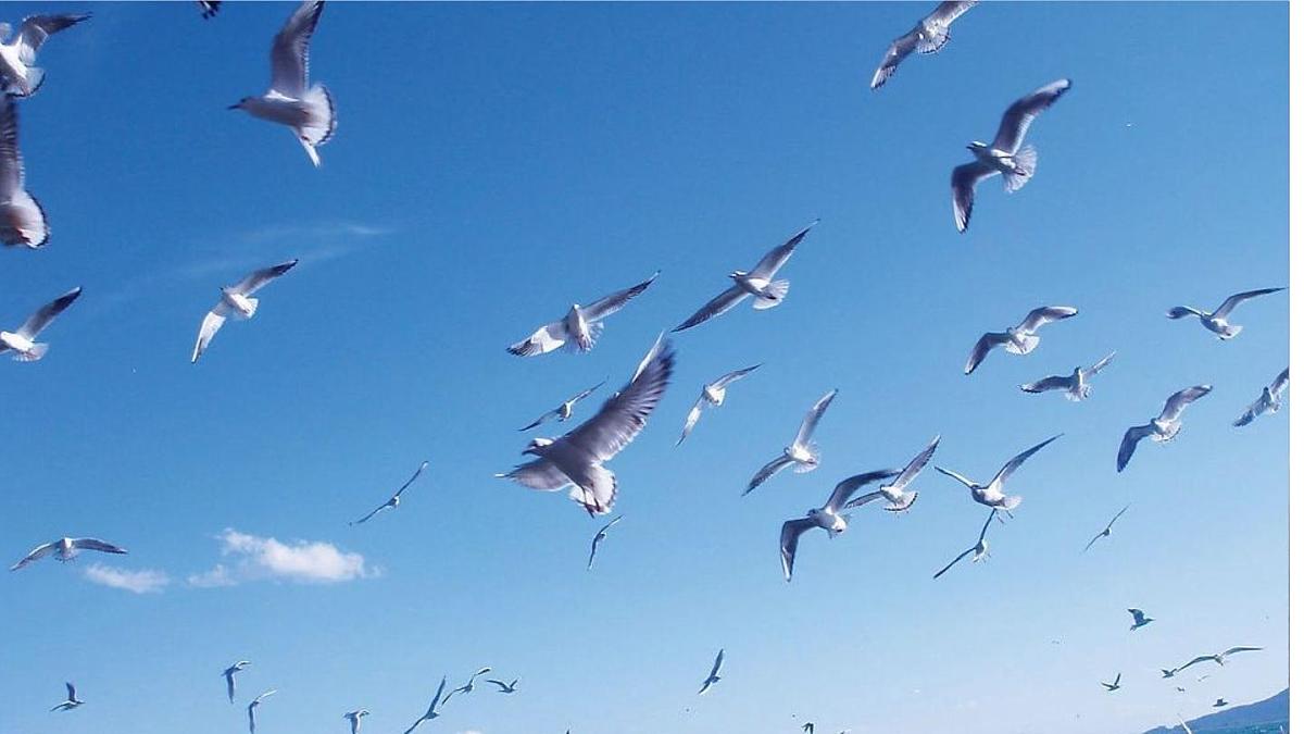 统编版语文三年级上册17 海滨小城 课件第8页