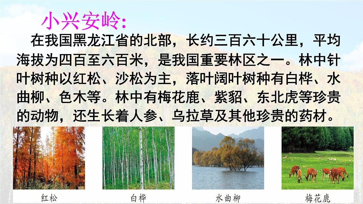 统编版语文三年级上册课件《18 美丽的小兴安岭》第2页