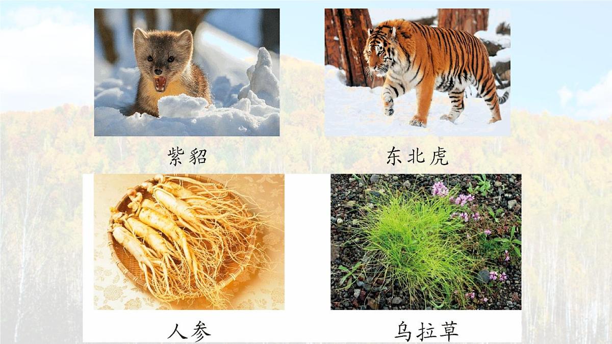 统编版语文三年级上册课件《18 美丽的小兴安岭》第3页