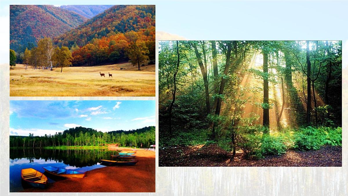 统编版语文三年级上册课件《18 美丽的小兴安岭》第5页