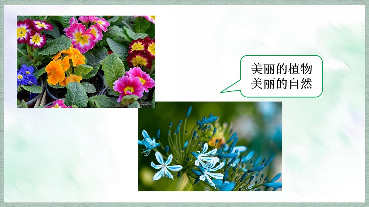 统编版语文三年级上册课件《第五单元习作：我们眼中的缤纷世界》第5页