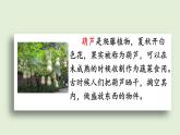 13 我要的是葫蘆（課件）2025-2026學(xué)年統(tǒng)編版二年級(jí)語文上冊(cè)