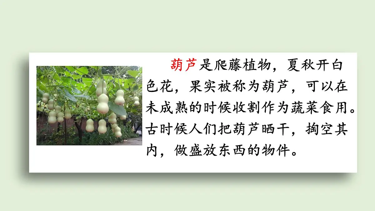 13 我要的是葫芦（课件）2025-2026学年统编版二年级语文上册第4页