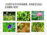統(tǒng)編版語文二年級上冊課件《3 植物媽媽有辦法》