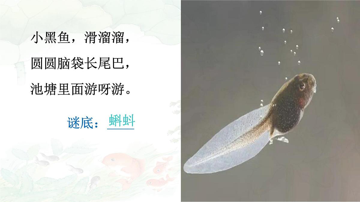 统编版语文二年级上册课件《1 小蝌蚪找妈妈》第2页