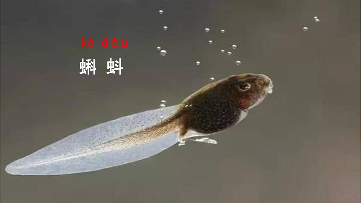 统编版语文二年级上册课件《1 小蝌蚪找妈妈》第4页