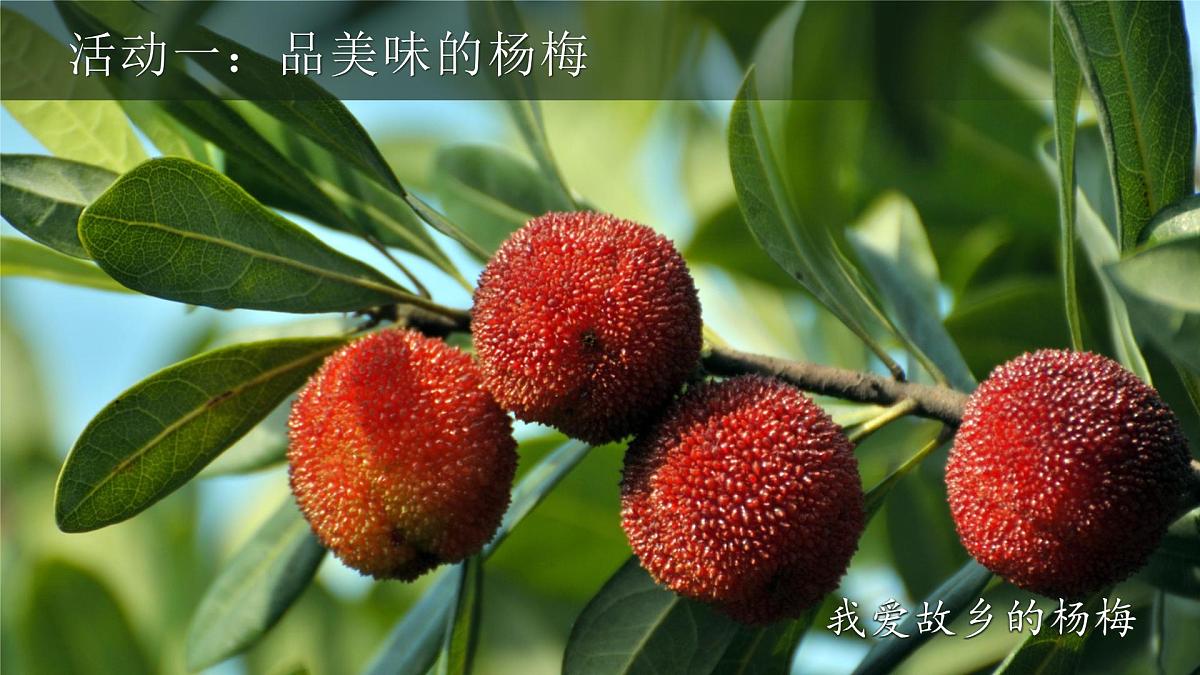 25秋统编版语文三年级上册第5单元《习作例文》  课件第4页