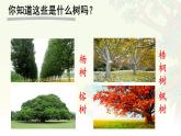 統(tǒng)編版語文二年級上冊課件《識字2 樹之歌》