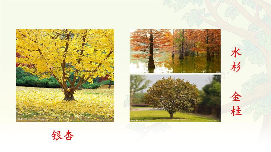 统编版语文二年级上册课件《识字2 树之歌》第4页