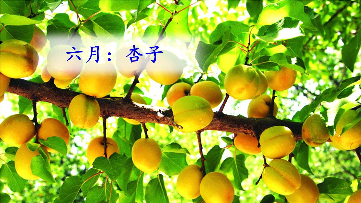 统编版语文二年级上册课件《10 葡萄沟》第7页