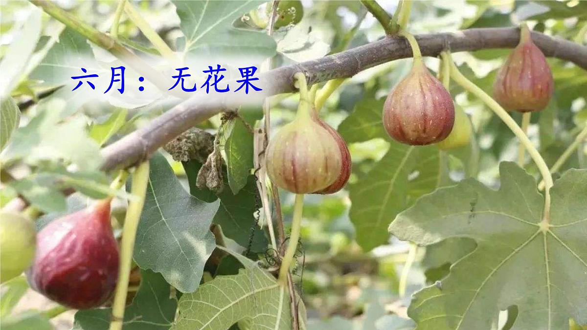 统编版语文二年级上册课件《10 葡萄沟》第8页