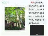 統(tǒng)編版語文二年級(jí)上冊(cè)課件《13 我要的是葫蘆》