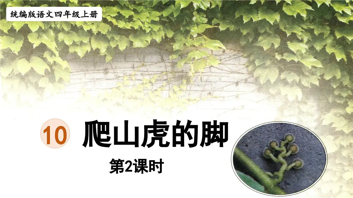 2025秋最新教材统编版语文四年级（上）第三单元-10《爬山虎的脚》第2课时【课件】第1页