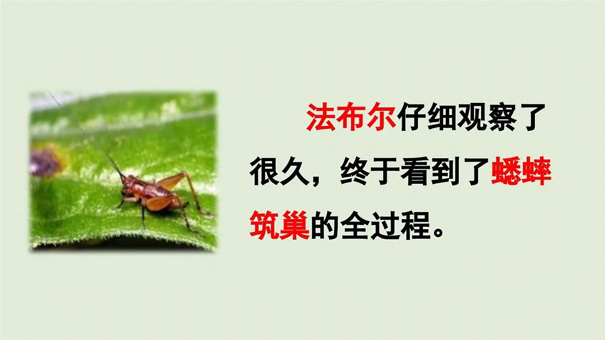 2025秋最新教材统编版语文四年级（上）第三单元-《习作：我的观察日记》第1课时【课件】第3页