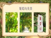 【25秋】統(tǒng)編版小學(xué)語文二年級上冊-閱讀10.《葡萄溝》（教案+配套課件）