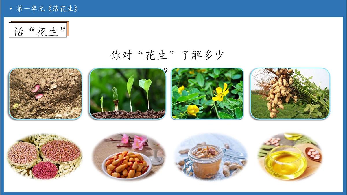 【任务型备课】统编版语文五年级上册-2. 落花生（第1课时）（课件）第7页