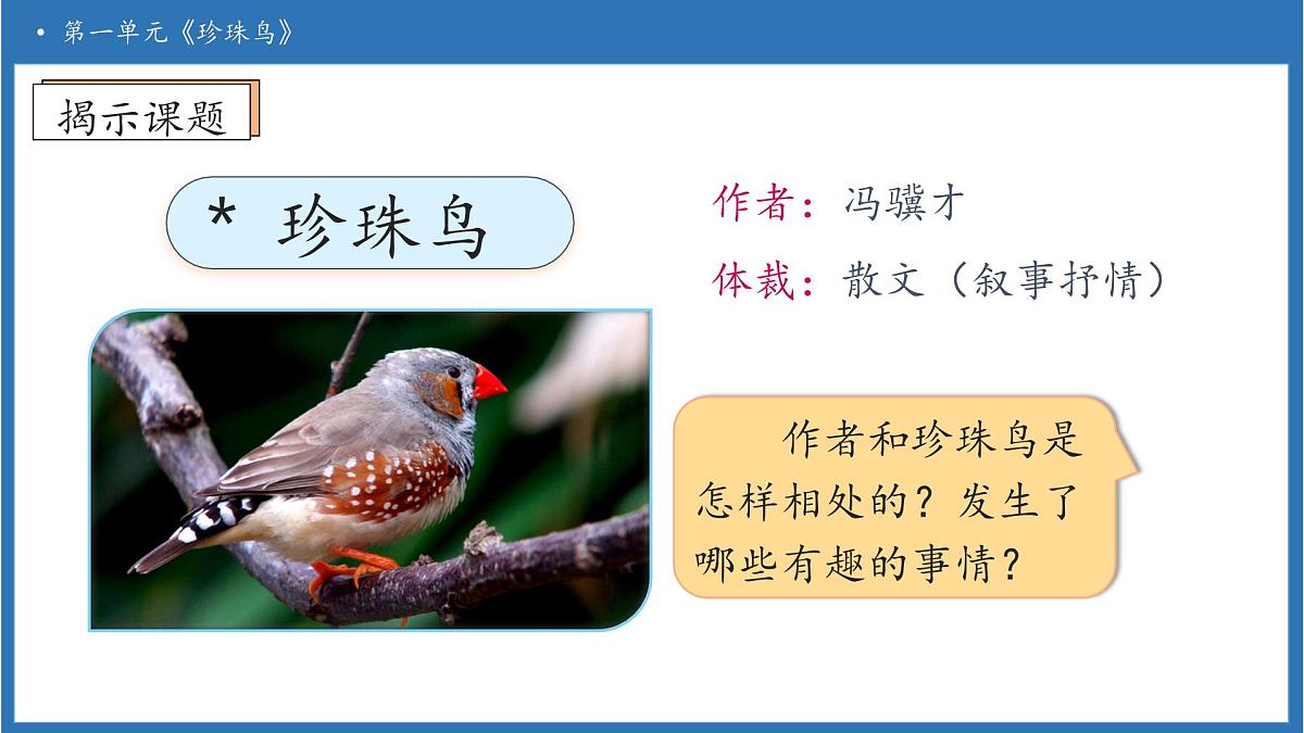 【任务型备课】统编版语文五年级上册-4. 珍珠鸟（课件）第7页